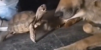 Дерзская черепаха напала на собаку