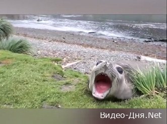 Seal screaming